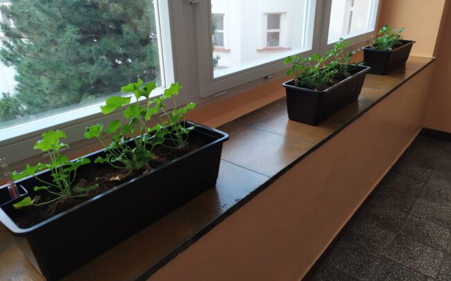 ZŠ Bohumila Hrabala - truhlíky s rostlinami v interiéru školy